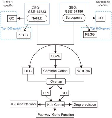 Exploration of the core gene signatures and mechanisms between NAFLD and sarcopenia through transcriptomic level